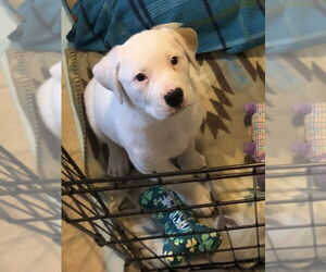 Labrador Retriever-Unknown Mix Dogs for adoption in Hillsboro, MO, USA