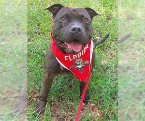 American Staffordshire Terrier Dogs for adoption in Fort Lauderdale, FL, USA