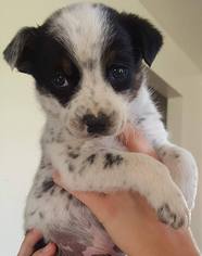 Australian Cattle Dog Dogs for adoption in Los Banos, CA, USA