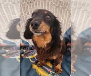 Dachshund Dogs for adoption in Smithfield, PA, USA