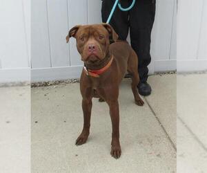 American Pit Bull Terrier Dogs for adoption in Louisville, KY, USA