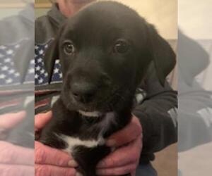 Labrador Retriever Dogs for adoption in Princeton, MN, USA