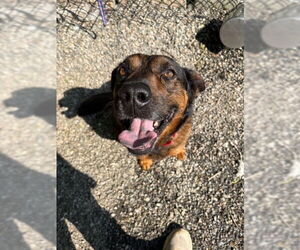 Mutt Dogs for adoption in Elmsford, NY, USA
