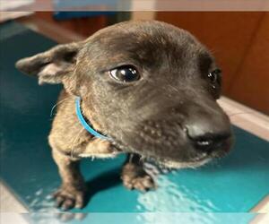 American Pit Bull Terrier-Unknown Mix Dogs for adoption in Rancho Cucamonga, CA, USA