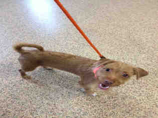 Chussel Dogs for adoption in Springfield, MA, USA