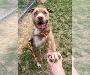 American Pit Bull Terrier Dogs for adoption in Louisville, KY, USA