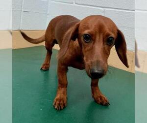 Dachshund Dogs for adoption in Lucedale, MS, USA