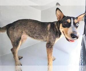 Siberian Husky-Unknown Mix Dogs for adoption in Houston, TX, USA