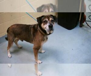 American Bulldog Dogs for adoption in Tulsa, OK, USA