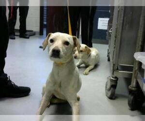 Mutt Dogs for adoption in Fayetteville, NC, USA