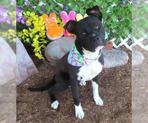 American Pit Bull Terrier-Unknown Mix Dogs for adoption in Oklahoma City, OK, USA