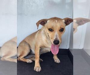 Chihuahua Dogs for adoption in Bakersfield, CA, USA