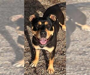 Rottweiler-Unknown Mix Dogs for adoption in Peoria, IL, USA