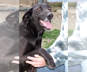Labrador Retriever Dogs for adoption in Mexia, TX, USA