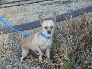 Jack Chi Dogs for adoption in Vacaville, CA, USA
