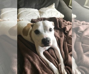 American Pit Bull Terrier-Unknown Mix Dogs for adoption in Germantown, OH, USA
