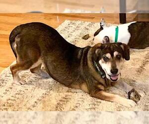 Beagle Dogs for adoption in Mount Airy, NC, USA