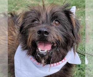 Cairn Terrier Dogs for adoption in Von Ormy, TX, USA
