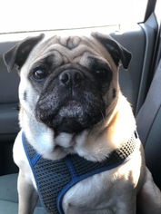 Pug Dogs for adoption in Bellbrook, OH, USA