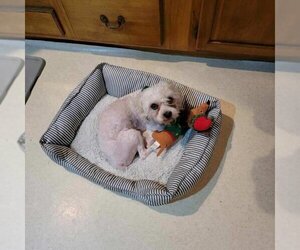 Bichon Frise Dogs for adoption in hinckley, IL, USA