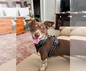 Chihuahua-Unknown Mix Dogs for adoption in Chatham, VA, USA