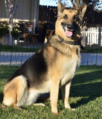 Small German Shepherd Dog