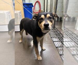 German Shepherd Dog-Unknown Mix Dogs for adoption in Stockton, CA, USA
