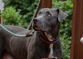 Small American Staffordshire Terrier-Blue Lacy Mix
