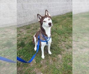 Siberian Husky Dogs for adoption in Boston, MA, USA