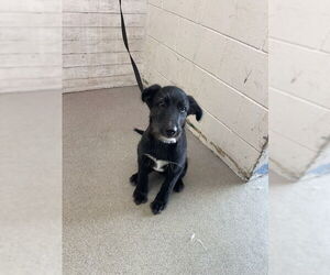 Mutt Dogs for adoption in San Bernardino, CA, USA