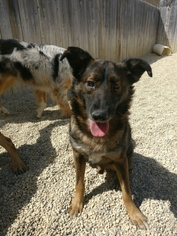 Mutt Dogs for adoption in Island Lake, IL, USA