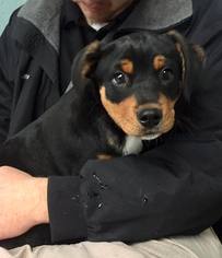 Rottweiler Dogs for adoption in Clarkesville, GA, USA