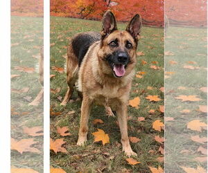 German Shepherd Dog Dogs for adoption in Talladega, AL, USA