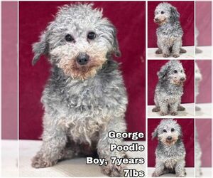 Mutt Dogs for adoption in Seattle, WA, USA