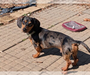 Dachshund Dogs for adoption in Sioux Falls, SD, USA