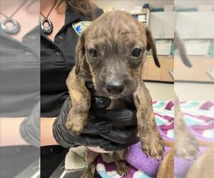 American Pit Bull Terrier-Unknown Mix Dogs for adoption in Corpus Christi, TX, USA