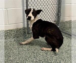 Labrador Retriever Dogs for adoption in Salisbury, NC, USA