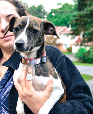Medium Photo #1 Rat Terrier-Unknown Mix Puppy For Sale in Derwood, MD, USA