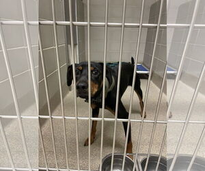 German Pinscher Dogs for adoption in Virginia Beach, VA, USA