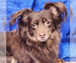Chihuahua-Unknown Mix Dogs for adoption in Cuba, NY, USA