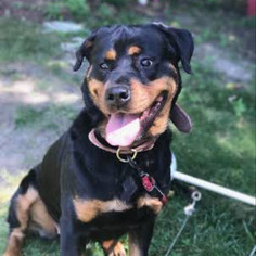Rottweiler Dogs for adoption in East Brunswick, NJ, USA