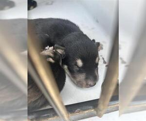 German Shepherd Dog-Unknown Mix Dogs for adoption in Houston, TX, USA