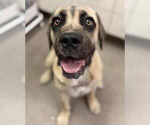 Mastiff Dogs for adoption in HESPERIA, CA, USA