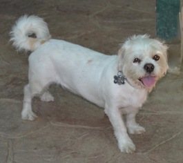 Shih Tzu Dogs for adoption in Simi Valley, CA, USA