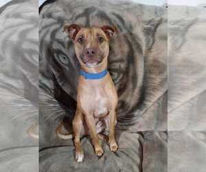 American Pit Bull Terrier-Unknown Mix Dogs for adoption in phoenix, AZ, USA