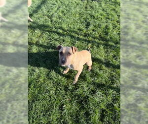 American Pit Bull Terrier-Unknown Mix Dogs for adoption in Bakersfield, CA, USA