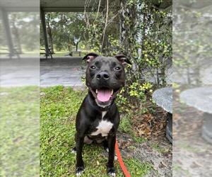 American Pit Bull Terrier Dogs for adoption in Vero Beach, FL, USA
