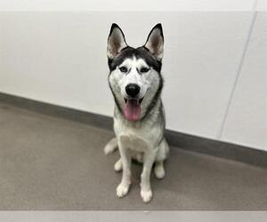- Mix Dogs for adoption in HESPERIA, CA, USA