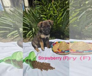 German Shepherd Dog-Unknown Mix Dogs for adoption in Incline Village, NV, USA