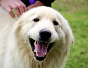 Great Pyrenees Dogs for adoption in Brownsboro, AL, USA